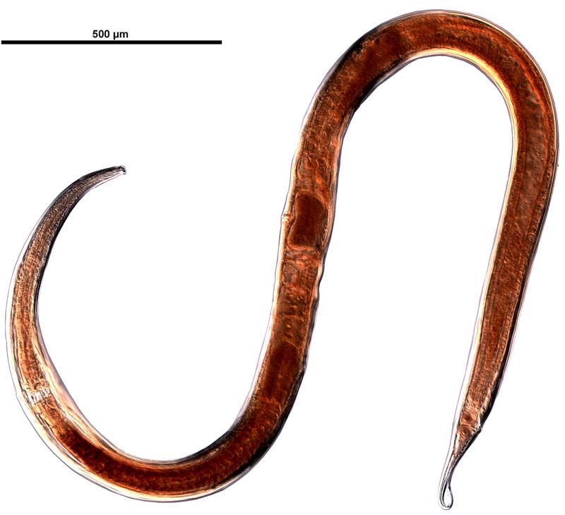 Представитель Семейства Anticomidae